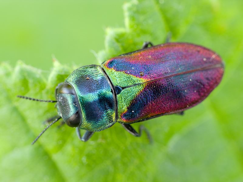 Anthaxia bicolor bicolor Falderman, 1835